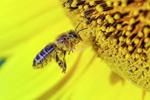 Pollinating: Wild bee pollinating sunflower flowers, Bugey, France