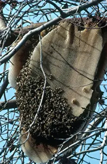 Worker: Wild Beehive