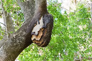Swarms: Wild Bees