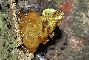 Beehives: Wild Bees - at nest