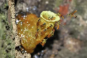Beehives: Wild Bees - at nest
