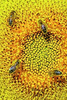 Pollinating: Wild bees pollinating sunflower flowers, Bugey