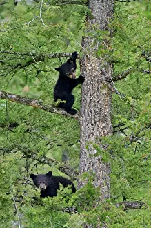 Pat And Tom Leeson: Wild Black Bear - cubs playing safely in tree while