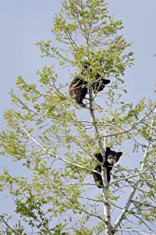 Pat And Tom Leeson: Wild Black Bear - cubs find safety while napping