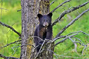 Pat And Tom Leeson: Wild Black Bear - young cub