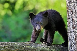 Pat And Tom Leeson: Wild Black Bear - young cub