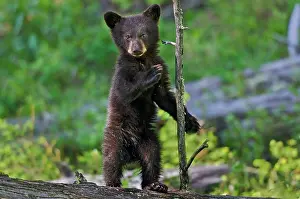 Pat And Tom Leeson: Wild Black Bear - young cub - spring