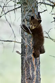 Pat And Tom Leeson: Wild Black Bear - young cub - spring