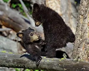 Pat And Tom Leeson: Wild Black Bear - young cubs playing