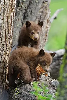 Pat And Tom Leeson: Wild Black Bear - young cubs - spring