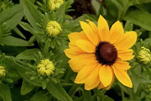 Rudbeckia: Wild black-eyed Susan