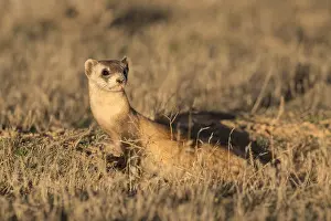190219: Wild Black-footed Ferret (Mustela nigripes) at