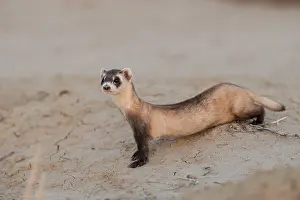 190219: Wild Black-footed Ferret (Mustela nigripes) at