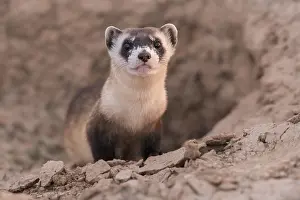 Release: Wild Black-footed Ferret (Mustela nigripes) loo