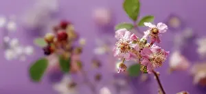 Sprig: Wild blackberry, Rubus fruticosus. A sprig of flowers