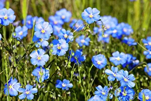 Dakota: Wild Blue Flax