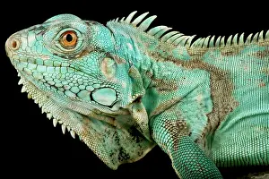 Lizards: Wild Blue Iguana (Iguana iguana) Suriname, on bl