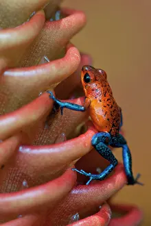 Wild Blue-jeans Frog / Strawberry Poison Frog