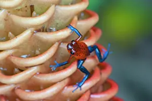 Spectabile: Wild Blue-jeans Frog / Strawberry Poison Frog