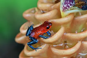 Wild Blue-jeans Frog / Strawberry Poison Frog -