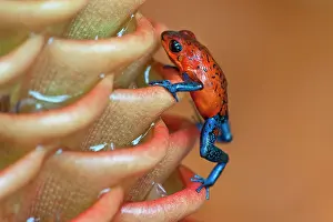 Wild Blue-jeans Frog / Strawberry Poison Frog -