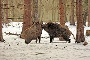 Rituals: Wild Boar