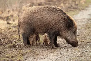 Sows: Wild Boar