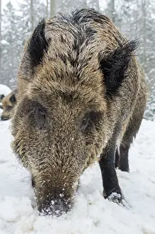 Tierfreigelande: Wild Boar