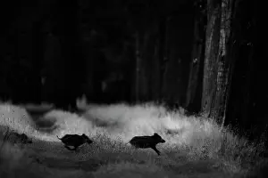 Valkenswaard: Wild Boar