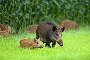 Valkenswaard: Wild Boar