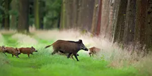 Valkenswaard: Wild Boar