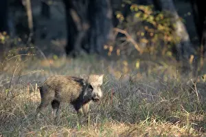 Sawai: wild boar