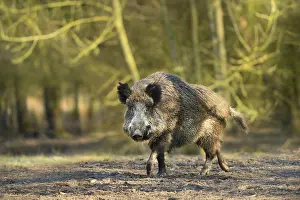 Lelystad: Wild Boar