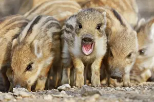 Lelystad: Wild Boar
