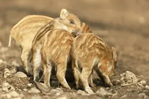 Lelystad: Wild Boar