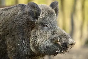 Lelystad: Wild Boar