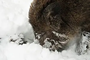 Lelystad: Wild Boar