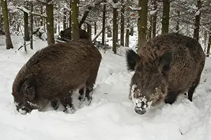 Natuurpark: Wild Boar