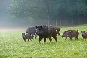 Boars: Wild Boar