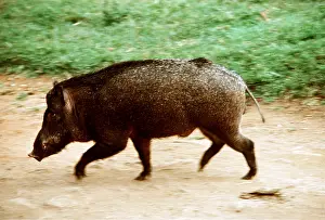 Boars: WILD BOAR