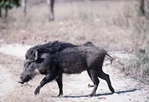 Joanna Van Gruisen: WILD BOAR