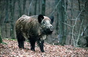 Boars: WILD BOAR
