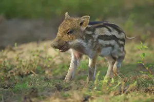 Piglet: Wild Boar