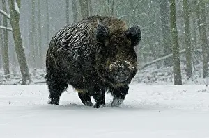 Boar: Wild Boar