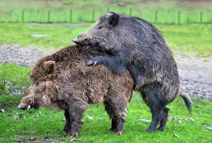 Boar: WILD BOAR