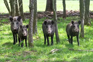 Boar: WILD BOAR