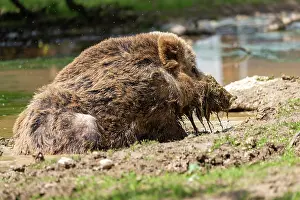 Boar: WILD BOAR