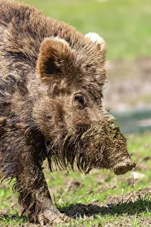 Boar: WILD BOAR