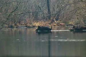 Suidae: WILD BOAR
