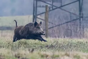Course: WILD BOAR